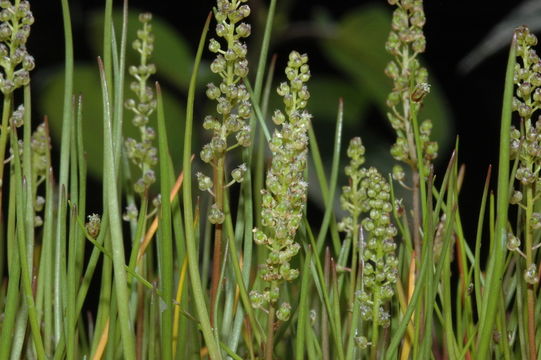 Image of three-rib arrowgrass