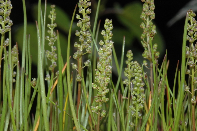 Image of three-rib arrowgrass