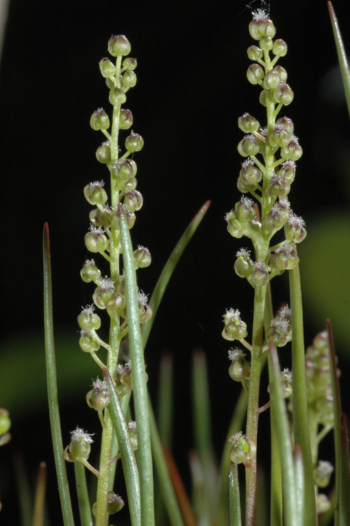 Image of three-rib arrowgrass