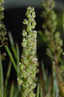 Image of three-rib arrowgrass