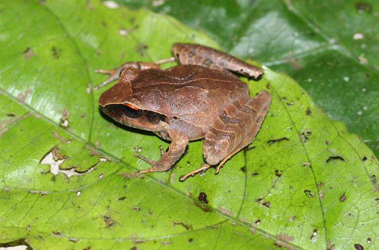 Image of Broadheaded Rainfrog