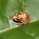 Image of Sierra Juarez Robber Frog