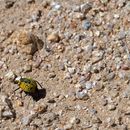 Image of Desert Spider Beetles