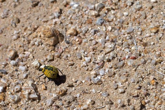 Image of Inflated Beetle