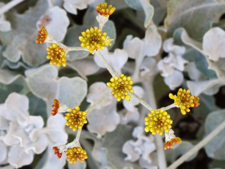 Image of Conejo buckwheat