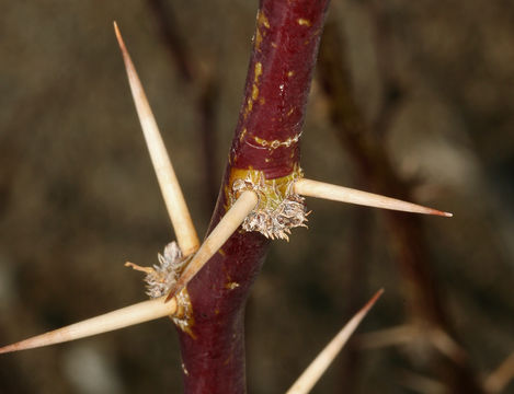 Image of Torrey mesquite