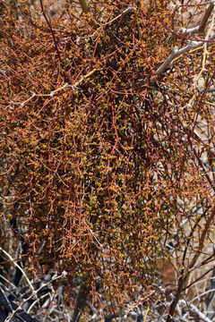 Image of mesquite mistletoe