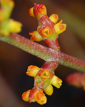 Image of mesquite mistletoe