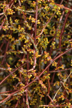 Image of mesquite mistletoe