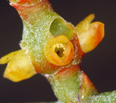 Image of mesquite mistletoe