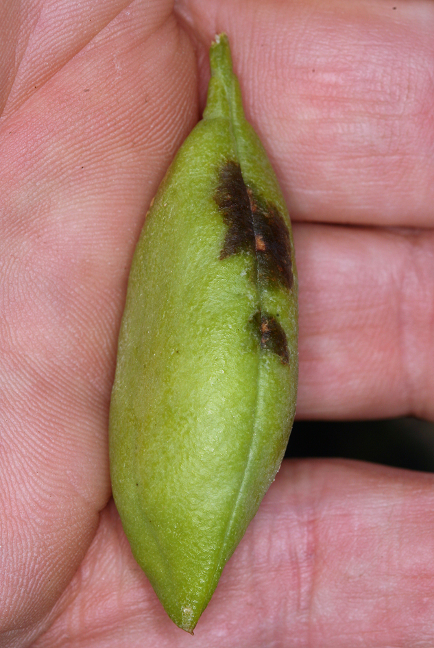 Image of <i>Peritoma arborea</i>