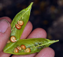 Image of <i>Peritoma arborea</i>