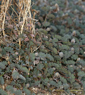 Image of soft prairie clover