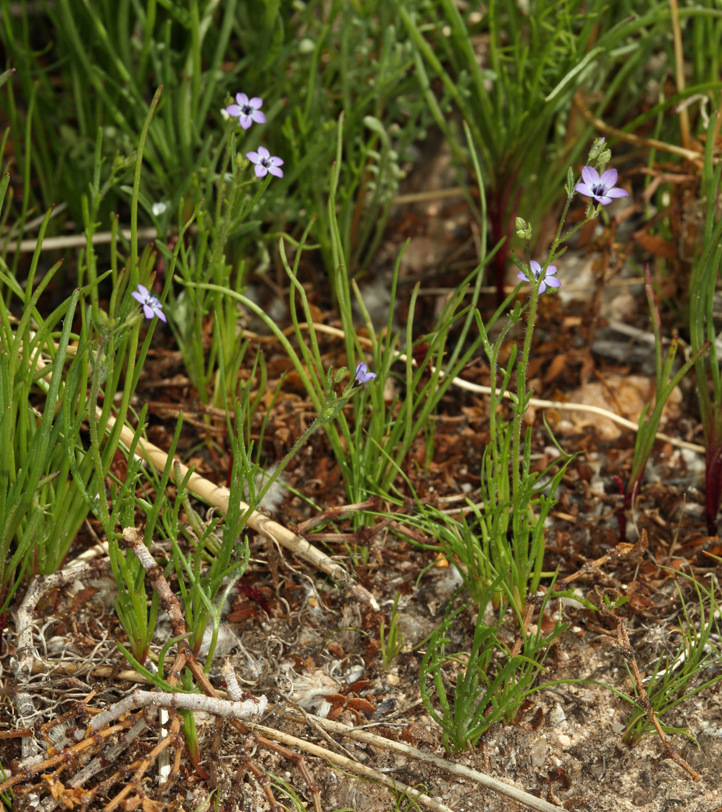 Image of transmontane gilia