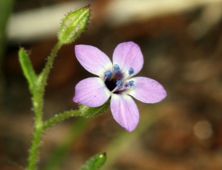 Image of transmontane gilia