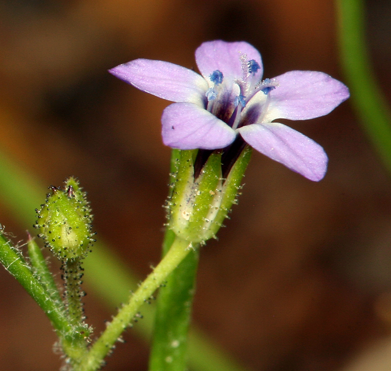 Image of transmontane gilia