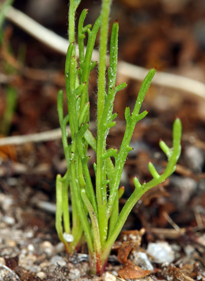 Image of transmontane gilia