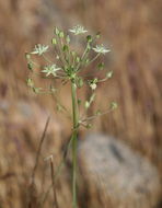 Imagem de Muilla maritima (Torr.) S. Watson ex Benth.