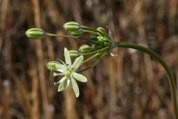 Imagem de Muilla maritima (Torr.) S. Watson ex Benth.