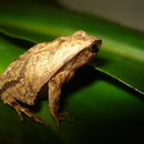 Image of Sorocaba Dwarf Frog