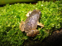 Image of Sorocaba Dwarf Frog