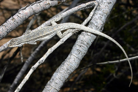 Image of Brush Lizard