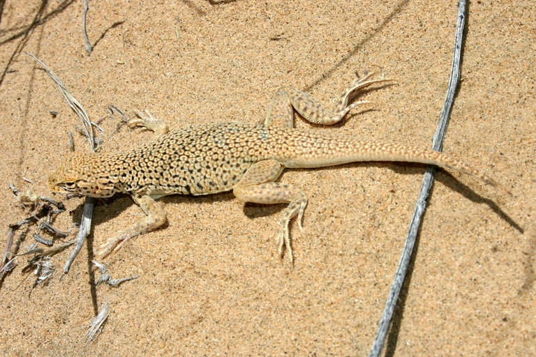 Image of Mojave Fringe-toed Lizard
