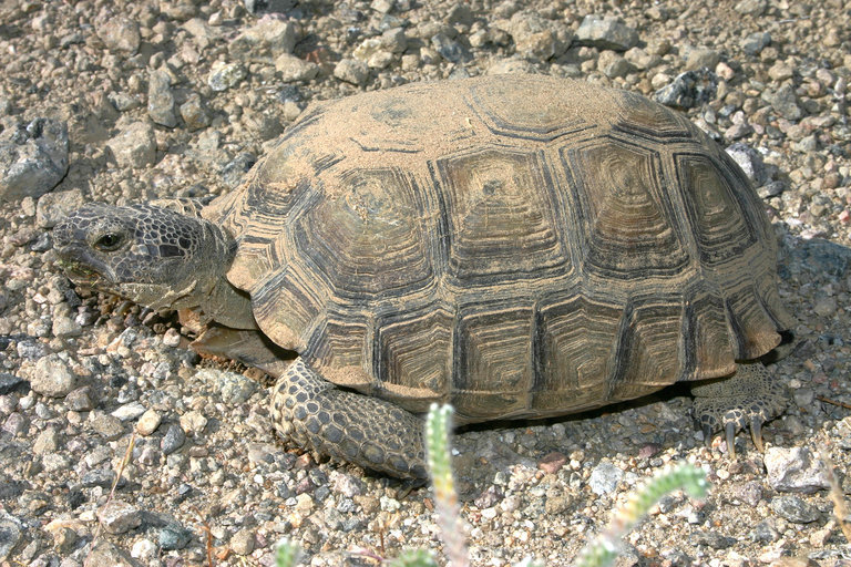 Image of desert tortoise