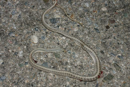 Image of Western Patch-nosed Snake