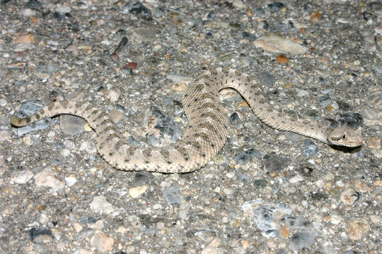 Image of Sidewinder Rattlesnake