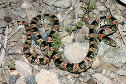 Image of Long-nosed Snake