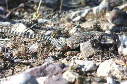 Image of Long-nosed Leopard Lizard