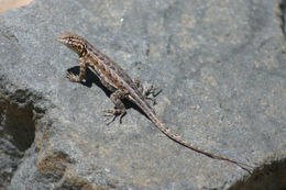 Image of common side-blotched lizard