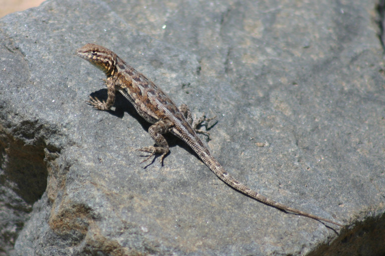 Image of common side-blotched lizard