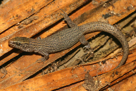 Image of Desert Night Lizard