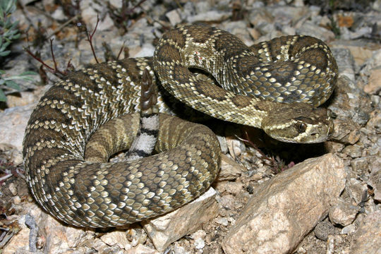 Imagem de Crotalus scutulatus (Kennicott 1861)