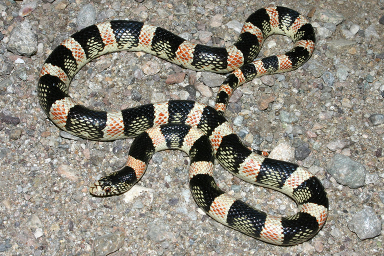 Image of Long-nosed Snake