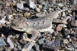 Image of Desert Horned Lizard