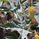 Image of coyote gourd