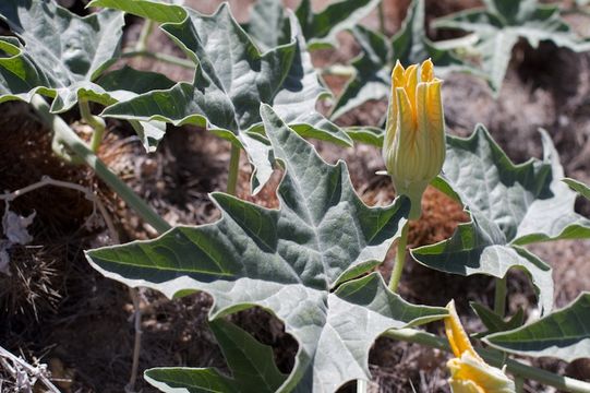 Image of coyote gourd