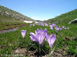 Crocus vernus (L.) Hill resmi