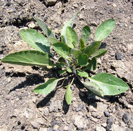 Image of broadleaved pepperweed