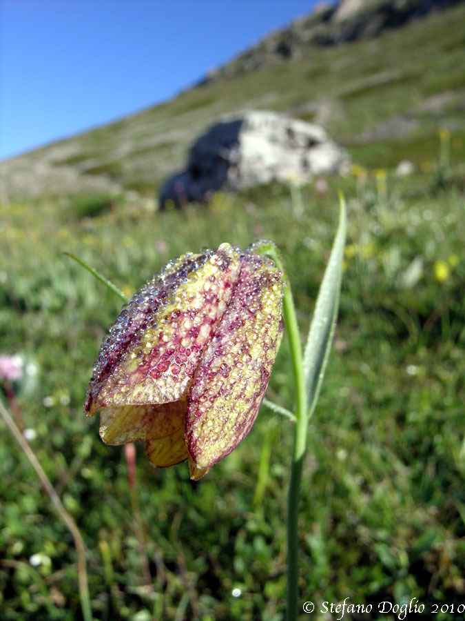 Слика од Fritillaria orientalis Adams