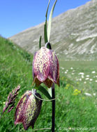 Слика од Fritillaria orientalis Adams