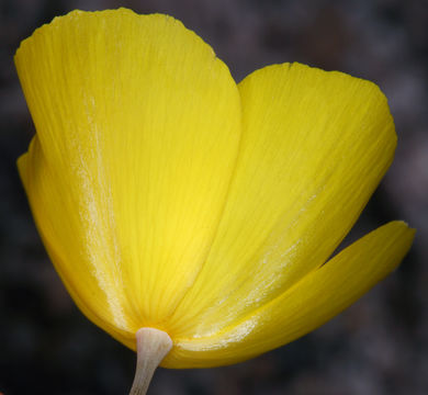 Imagem de Eschscholzia glyptosperma Greene