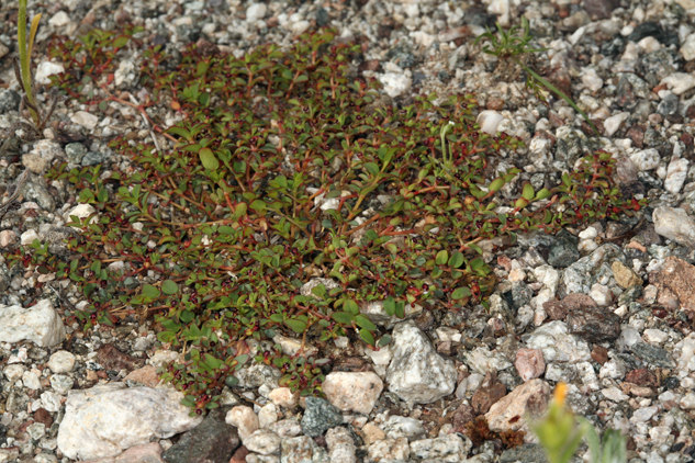 Image of smallseed sandmat
