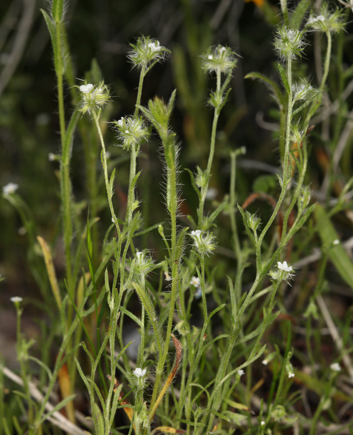 Plancia ëd Cryptantha nevadensis Nels. & Kennedy