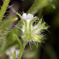 Plancia ëd Cryptantha nevadensis Nels. & Kennedy