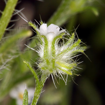 Слика од Cryptantha nevadensis Nels. & Kennedy