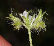 Слика од Cryptantha nevadensis Nels. & Kennedy